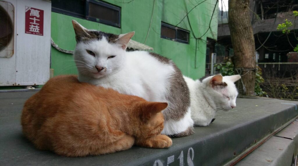 Japanese Village with Cats! 猫のいる日本村！